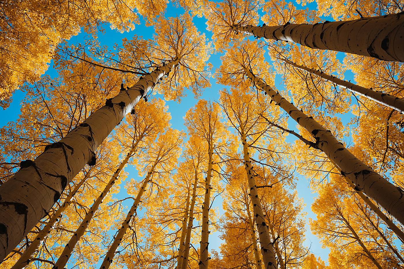 Sunlight through a grove of golden aspen leaves
