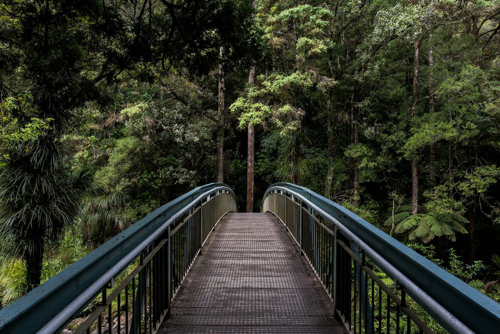 Wooden boardwalk winding through a green forest